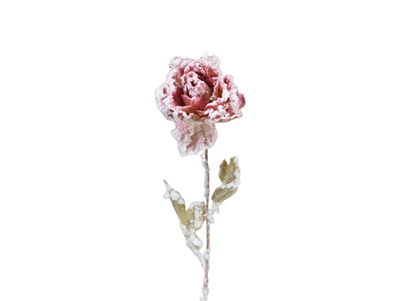 Rose Dry beeist L53 cm rosa NETTO