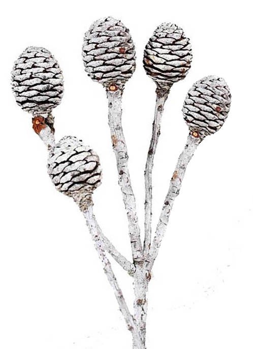 Murii Zweig 5+Köpfe D3-4H4,5L35-40cm natur