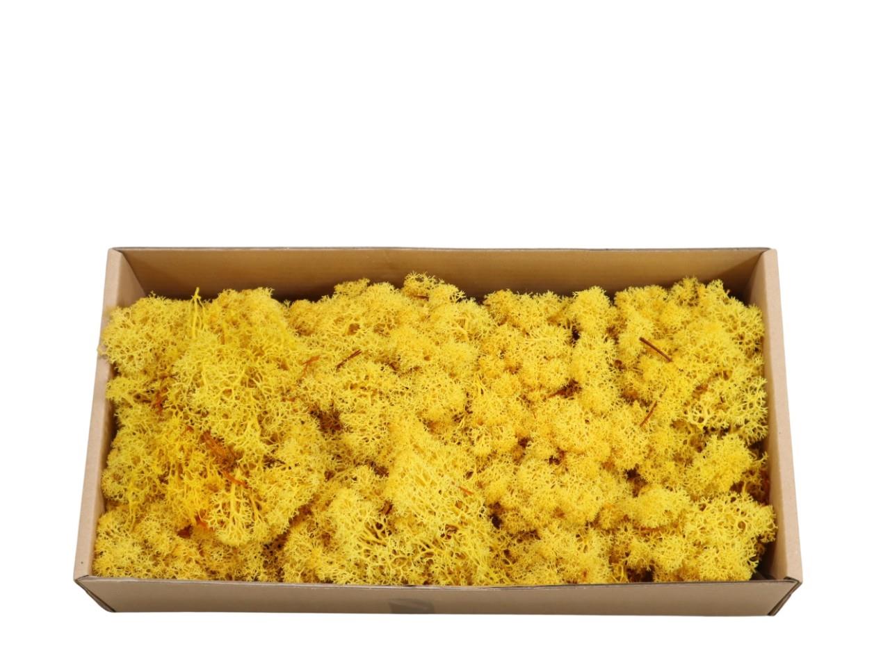 Islandmoos-Finland 500gr. goldgelb