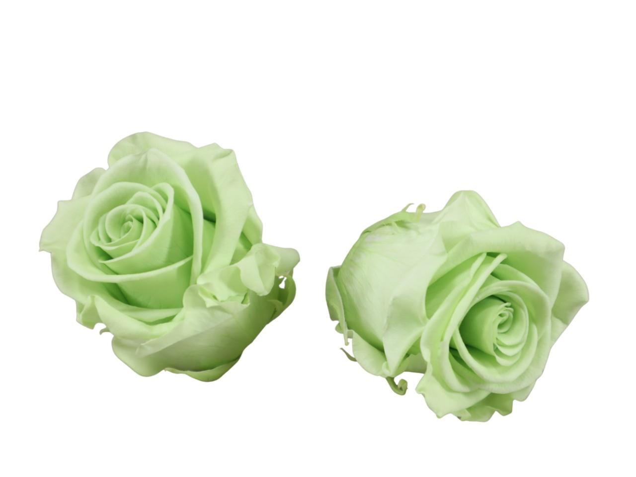 Rose stabilisiert H 5,5 cm D 5,5 cm citrus grün NETTO