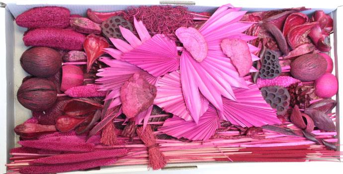 Exotensortiment indisch erika groß 100 Stück