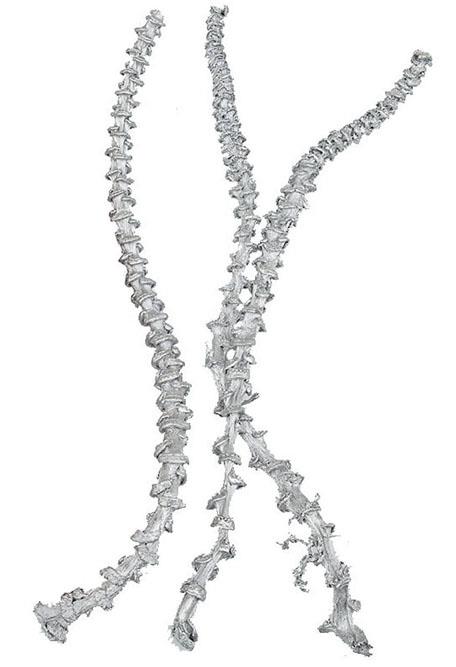 Bananenstiel white washed