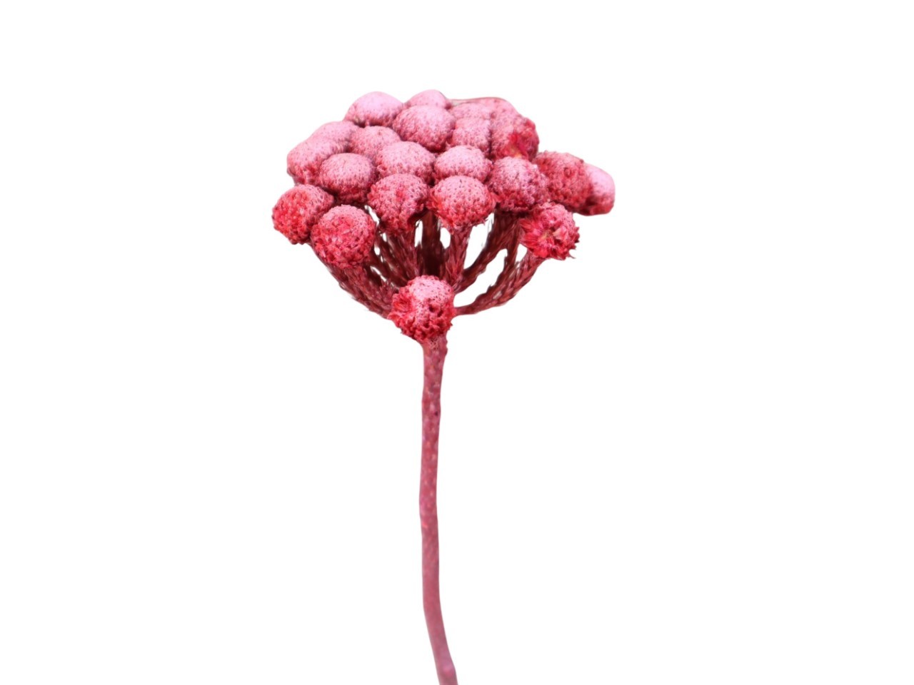 Brunia Albiflora L30-40cm rot frosted