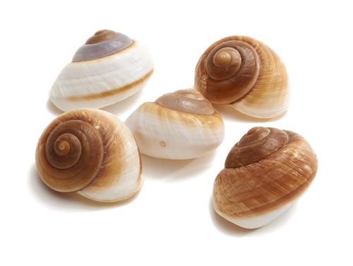 Schnecken Lamarkiana, natur