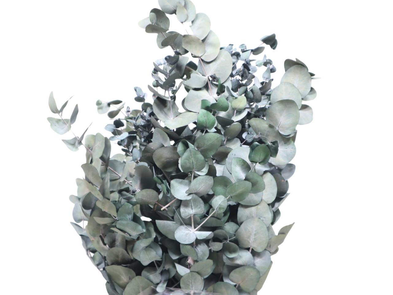 Eucalyptus Blätter präpariert Cinrea 250gr. grün