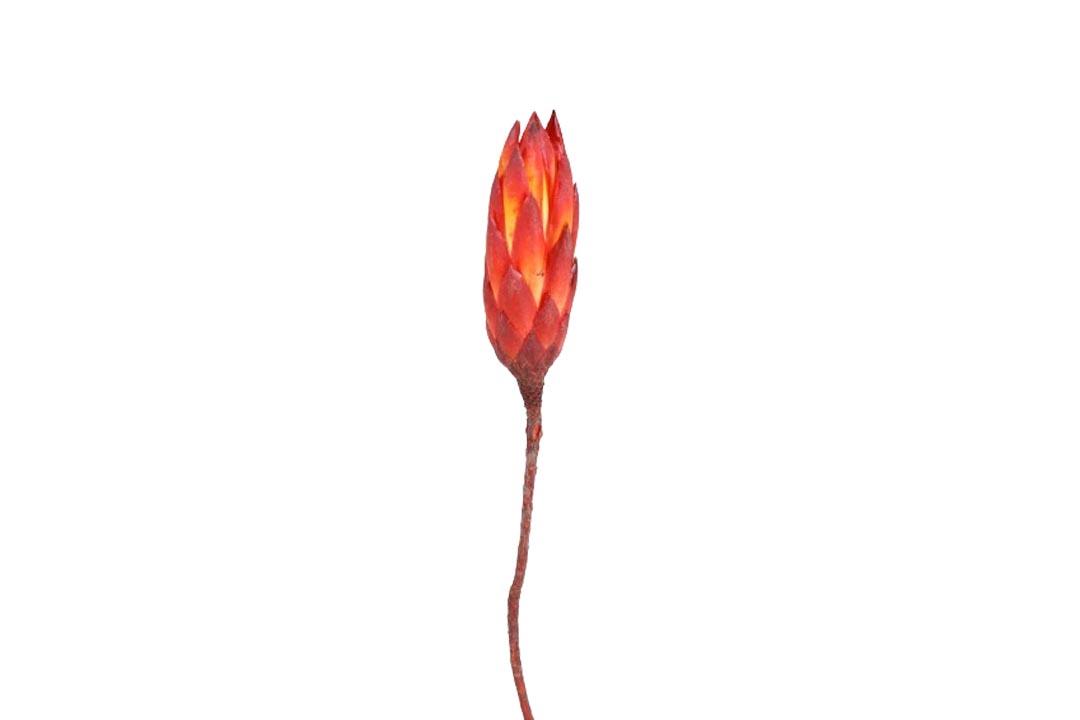 Protea Repens Bud D3H12L25-30cm rot
