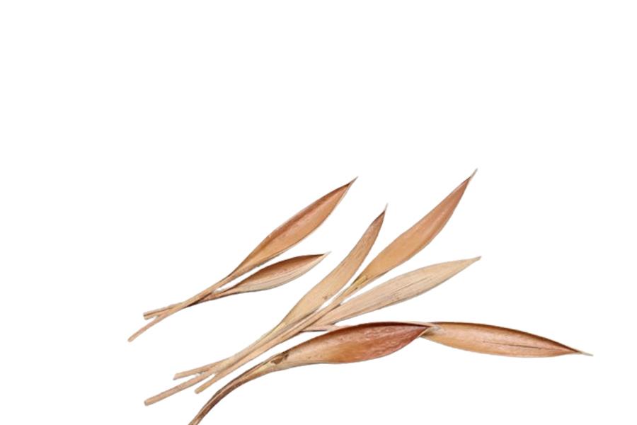 Cocosschale mini natur 250gr.