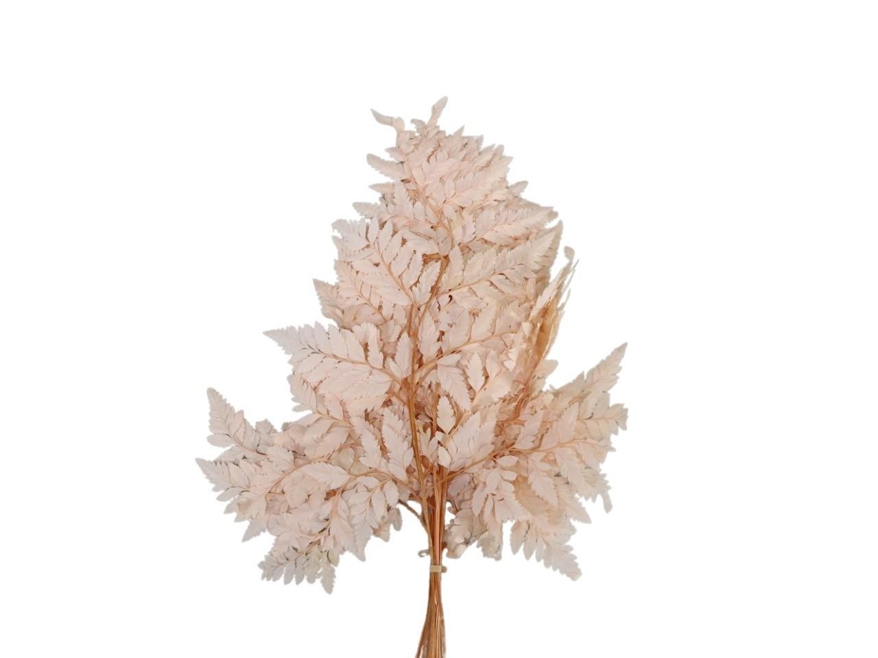 Farnwedel rose L55cm 10Stück im Bund