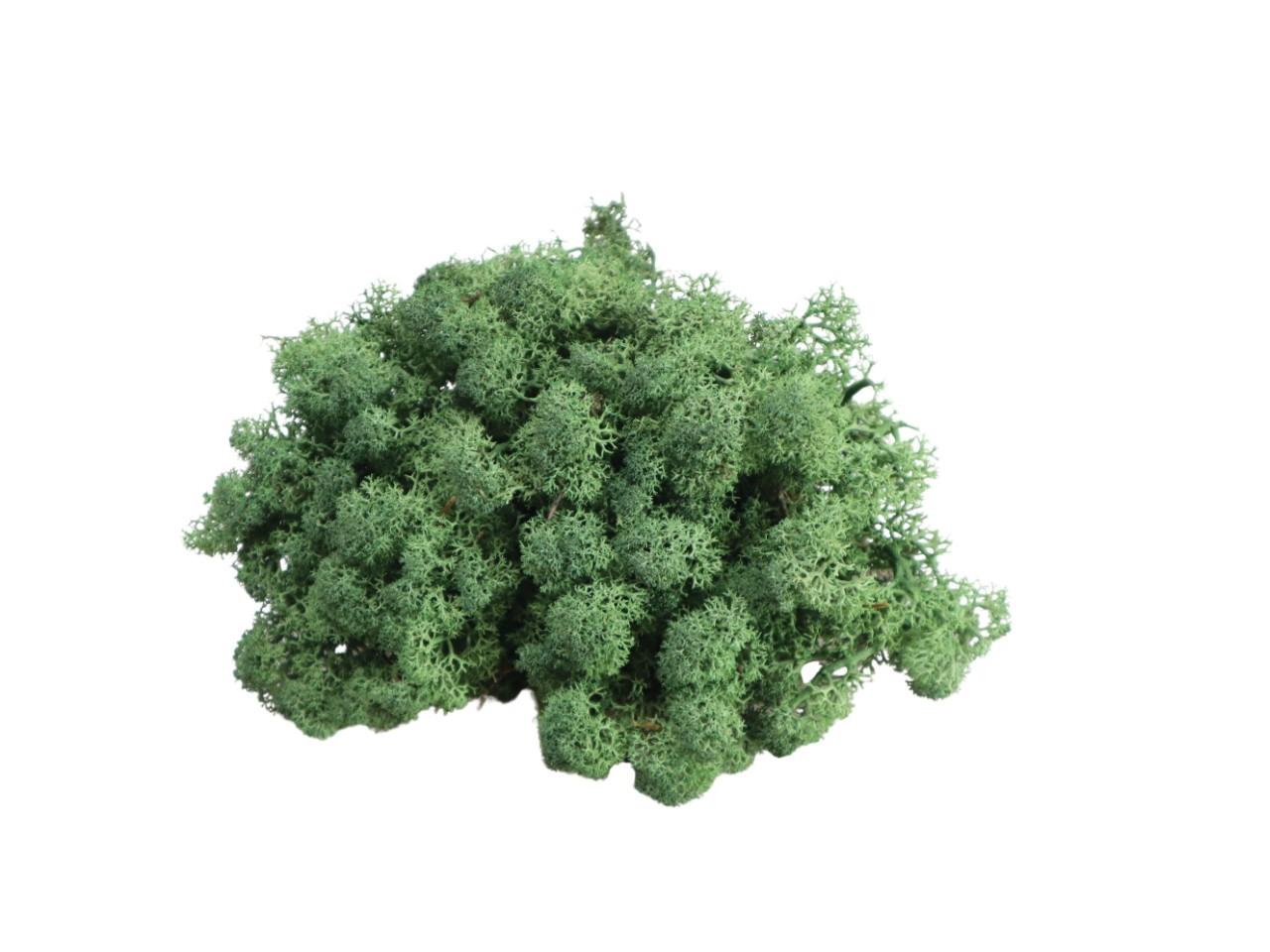 Islandmoos 500gr. moosgrün