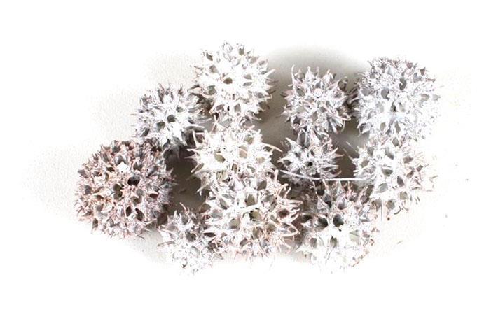 Zapfen Amberbaum D2,5-3,5cm 500gr. white washed