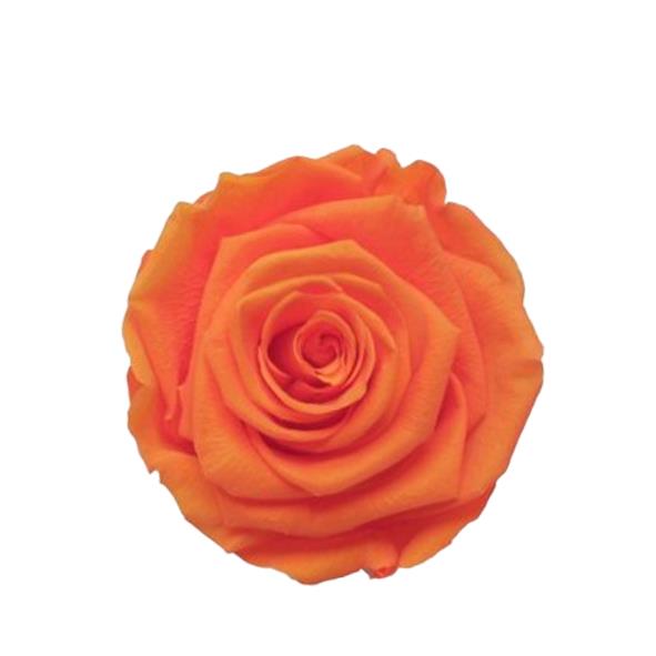 Rose "Extra" stabilisiert H6cmD6,5cm Classic orange NETTO
