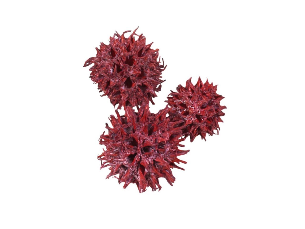 Zapfen Amberbaum 500gr. rot frosted