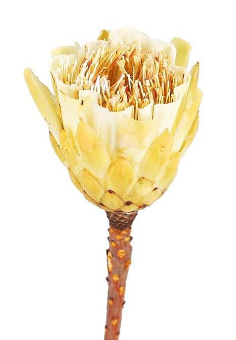 Protea Repens Cut brush D6-7H7L25-30cm cream