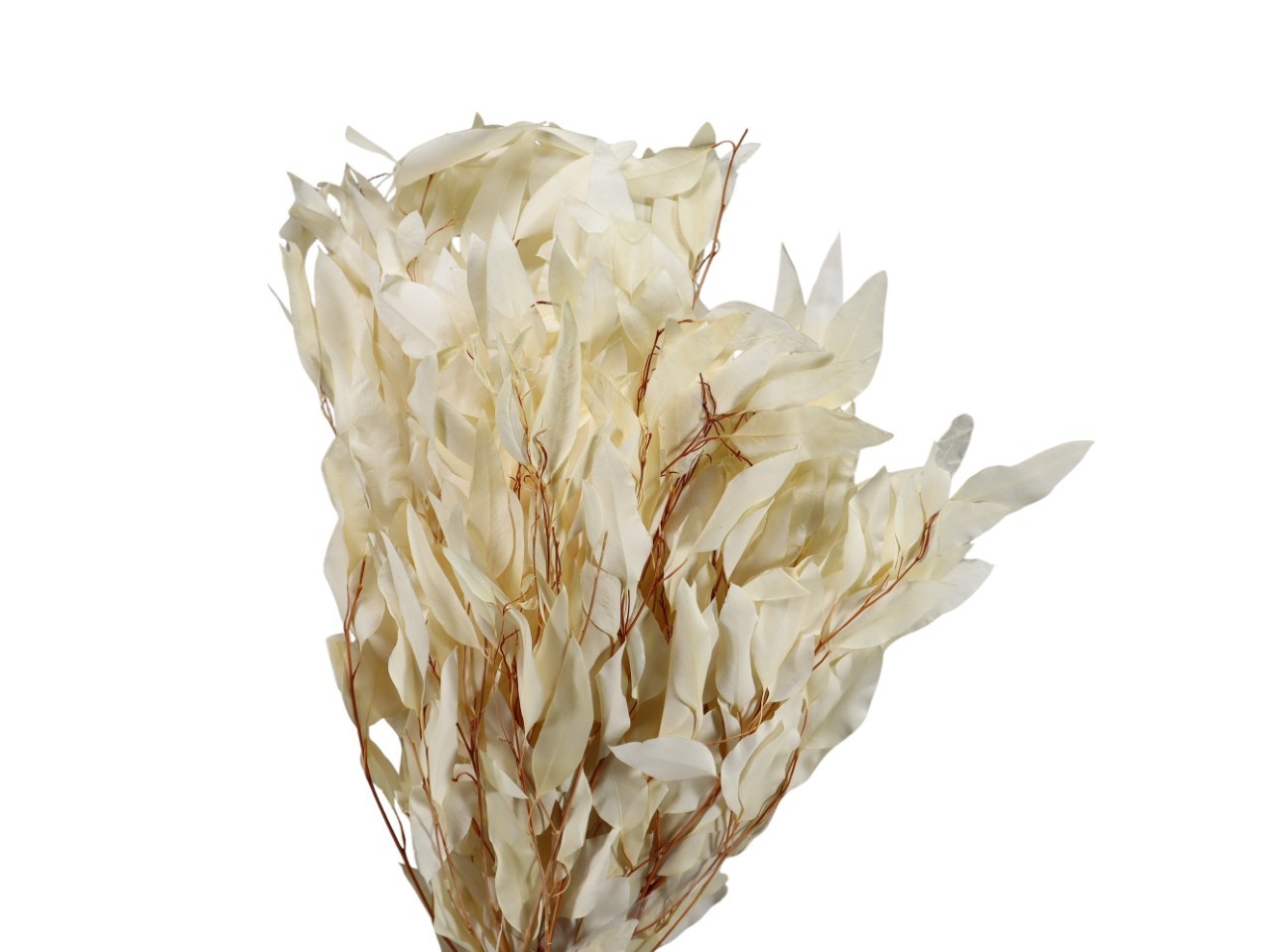 Eucalyptus Pendula ca. 50cm präpariert 250gr. gebleicht