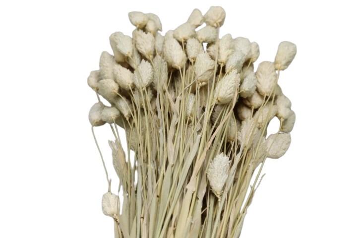 Poa Phalaris natur 100gr.