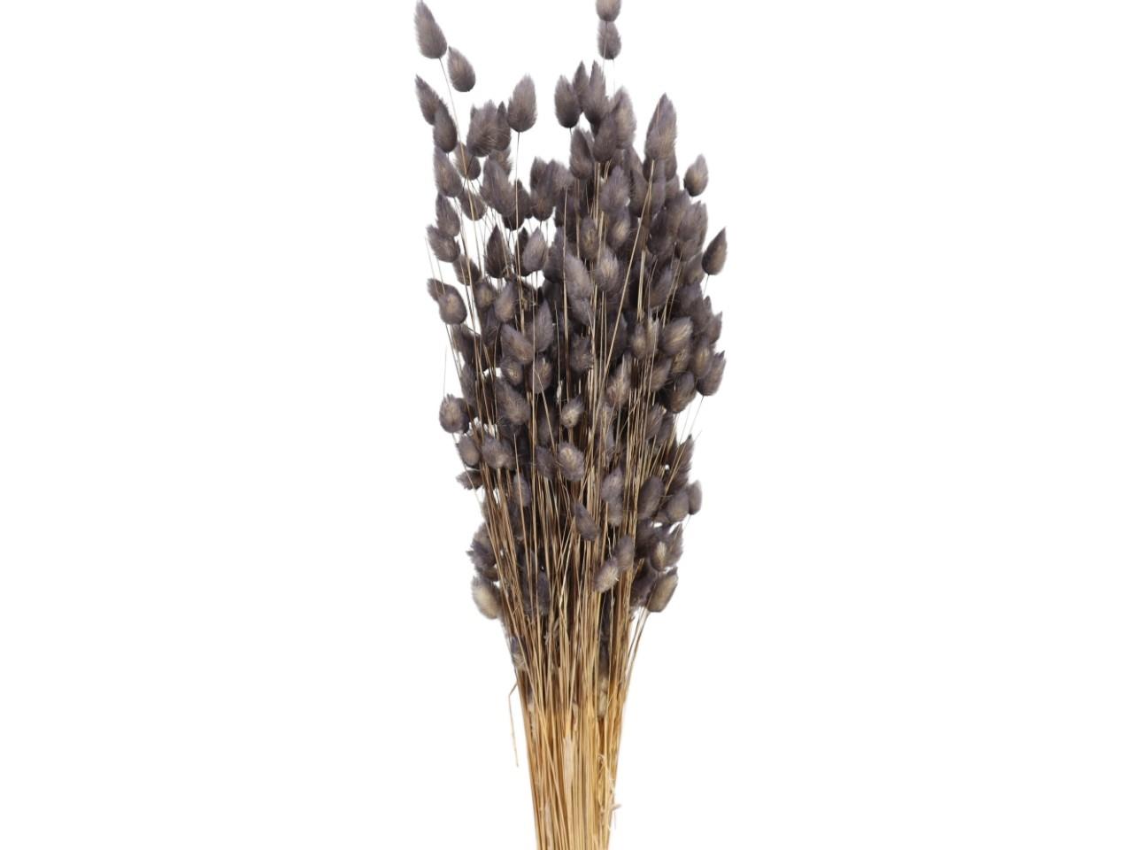 Lagurus silbergrau mittel 100gr.