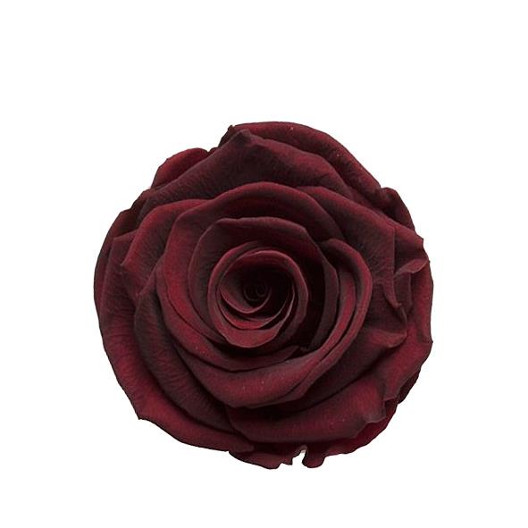 Rose "Extra" stabilisiert H6cmD6,5cm elegant weinrot NETTO