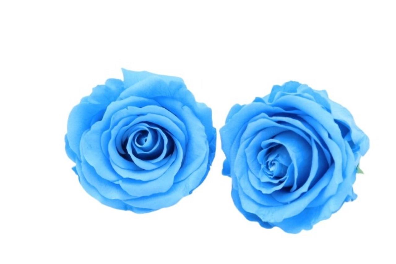 Rose stabilisiert H 5,5 cm D 5,5 cm Light Blue NETTO