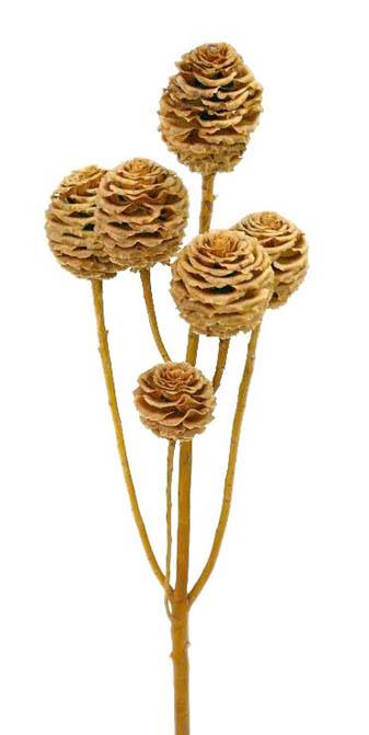 Strictum 5+ Zapfen cream