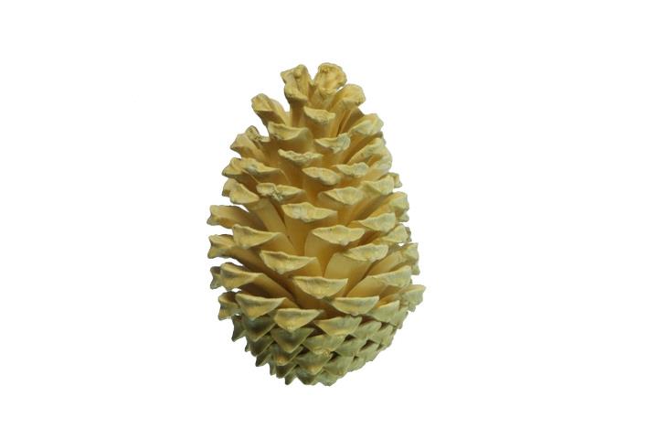 Zapfen Maritima gemischt H5-14cm gebleicht