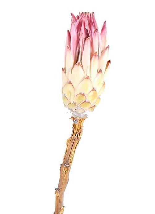 Protea compacta D5H10-12L25-30cm natur-rosa