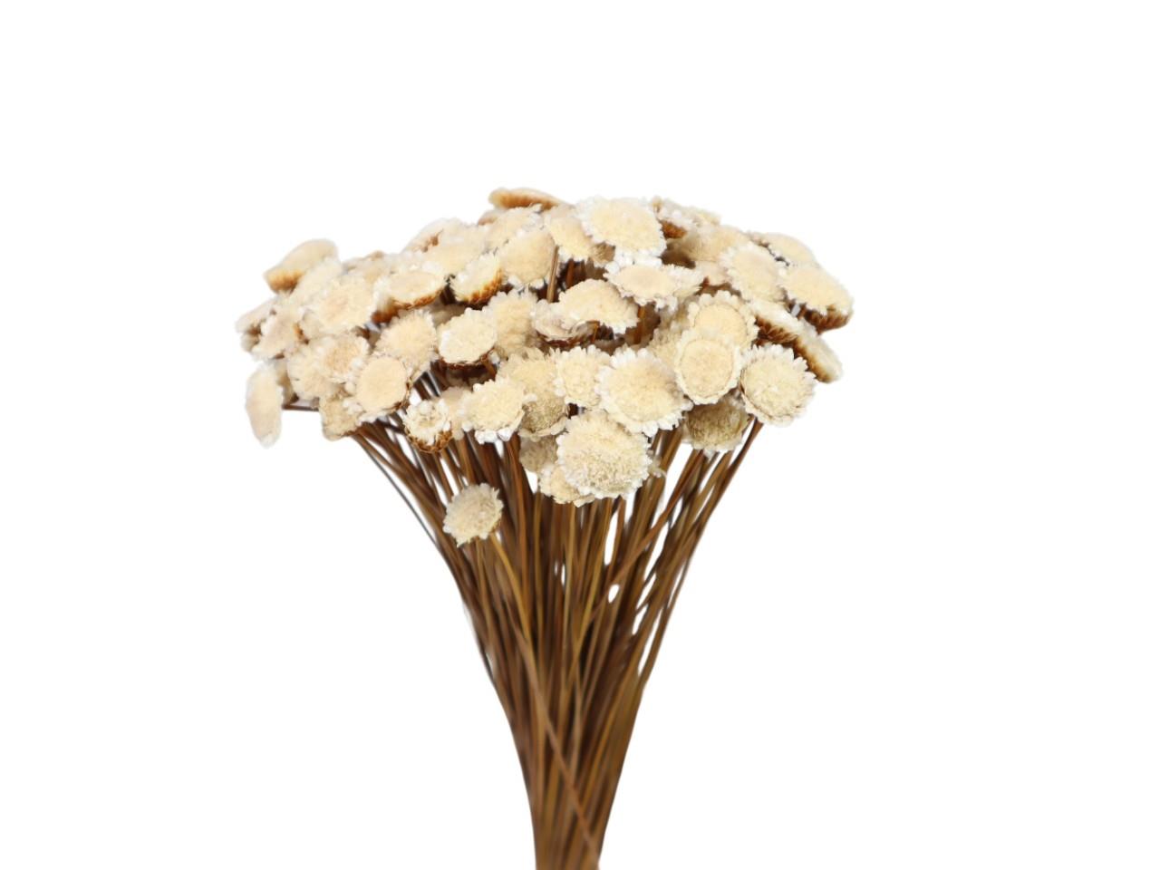 Glixia Marqueritte 50gr. natur