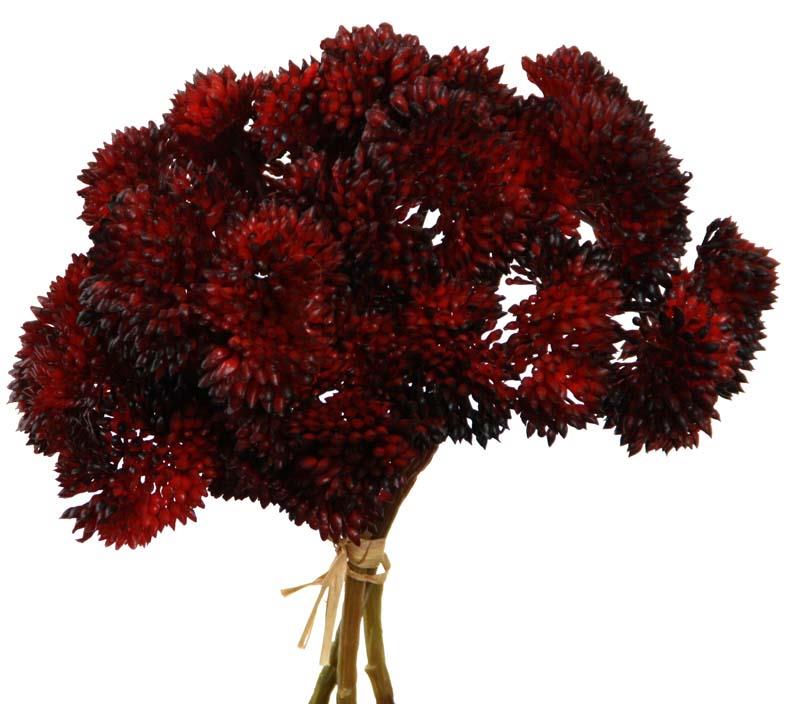 Sedum Bund 3-fach rot-burgund 20cm