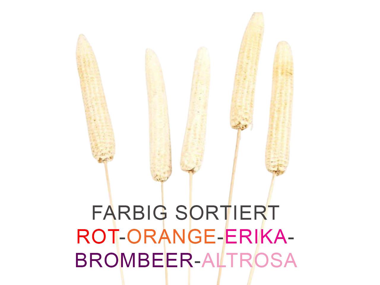 Maiskolben gestielt farbig sortiert