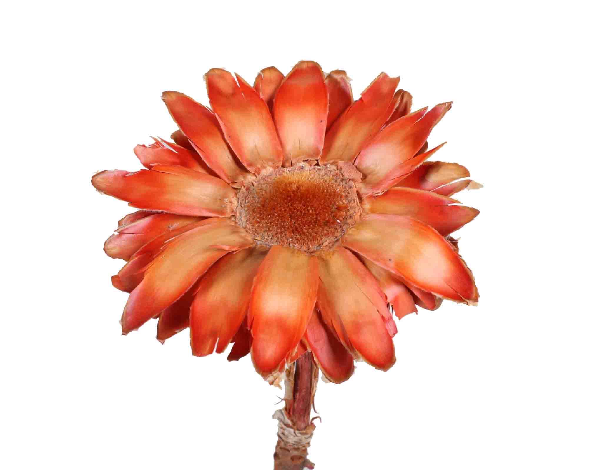 Barbigera silky cup D13L30cm rot