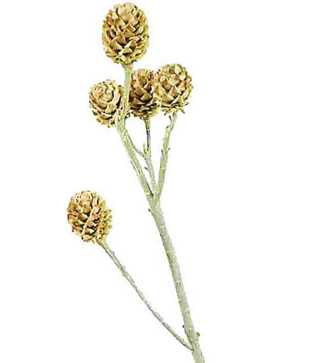 Salignum D2-3 L30-35cm 4-6 Köpfe kiw-grün frosted