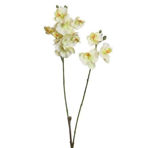 Phalaenopsis 63cm weiss-grün x2