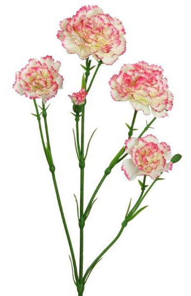 Spray-Nelke x9 creme-rosa  62 cm