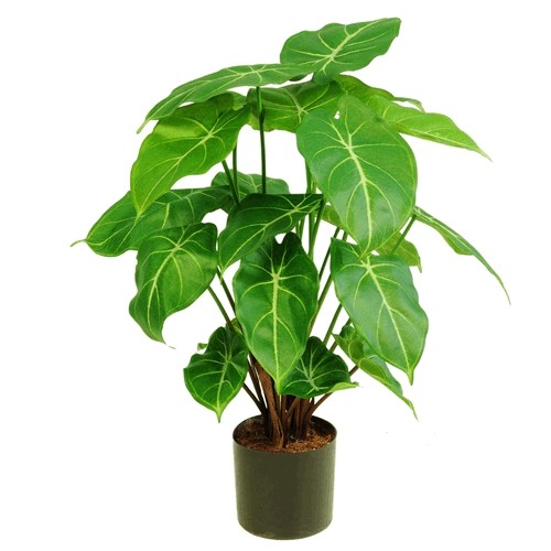 Syngonium i. Topf 58 cm 20 Bl. grün