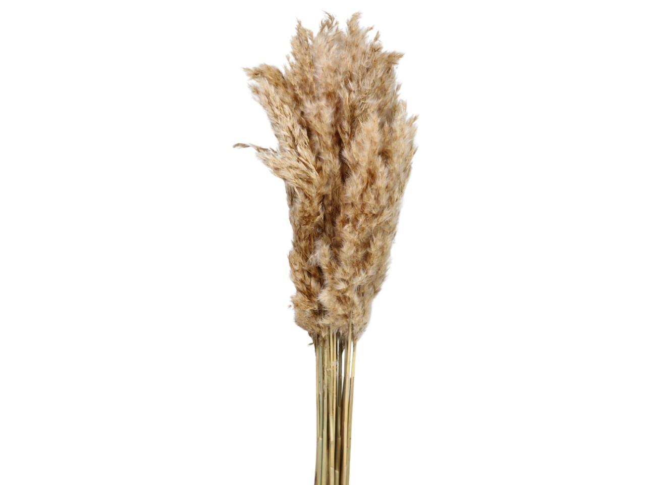 Giant Reed 100gr. natur