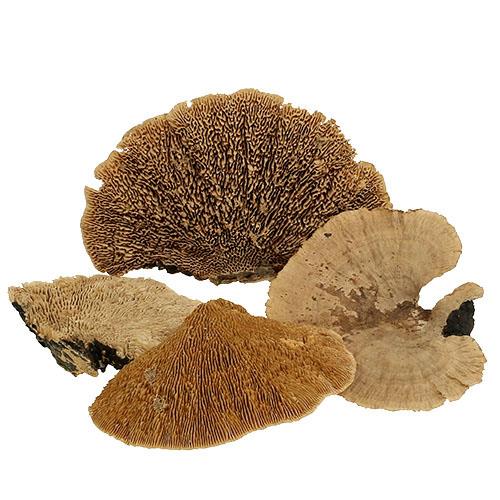 Baumschwamm B15-20H10-15cm natur 8kg Original