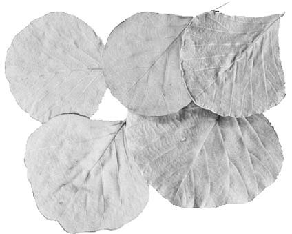 Hoja Blätter white washed