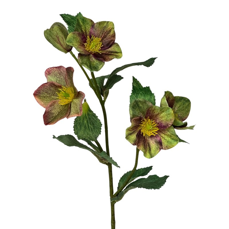 Christrosezweig 4Blüten+1Knospe grün-burgund L50 cm
