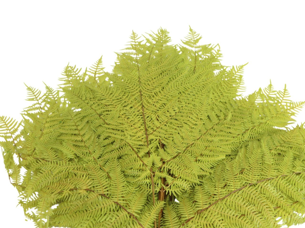 Bracken Farn limette 121/P