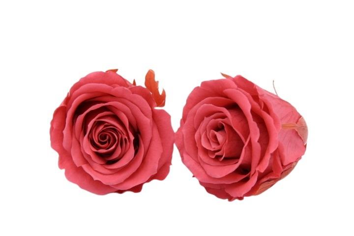 Rose stabilisiert H 5,5 cm D 5,5 cm Dark Pink NETTO