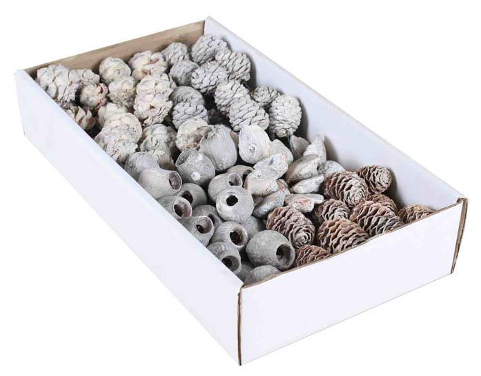 Leucodendron Sortiment am Draht white washed