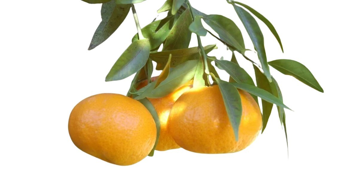 ekaflor Mandarine Ciaculli Bio 1-3cm 1 Kiste mit 8kg
