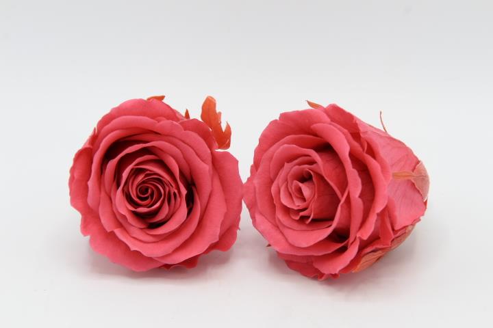 Rose stabilisiert Dark Pink NETTO