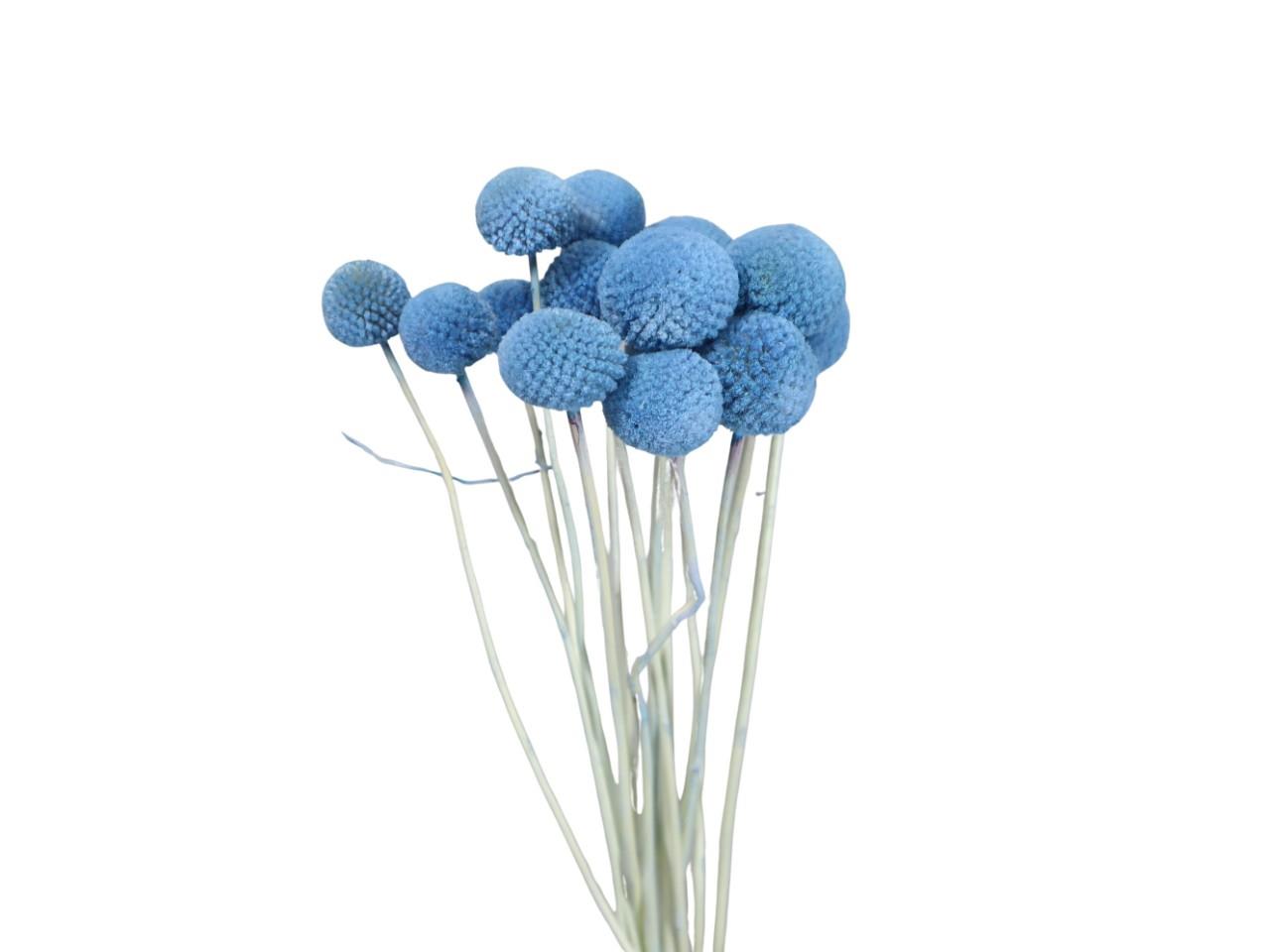 Craspedia hellblau 76/P