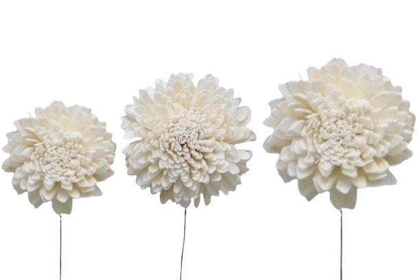 Zinie Sola am Draht D6-8-10cm sortiert je 12St. weiß