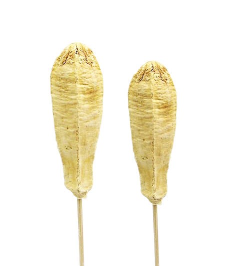 Mehoste gebleicht gestielt