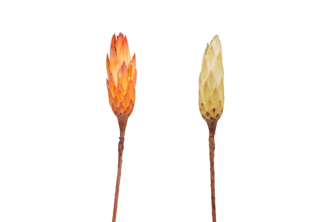 Protea Repens Bud D3H12L25-30cm orange-cream sortiert