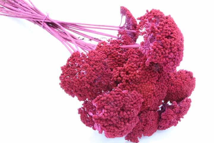 Achilea D6-10L50cm 1kg erika gefärbt