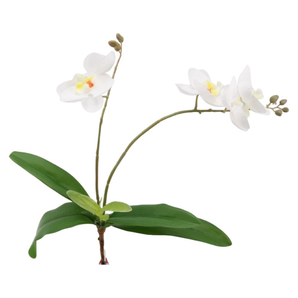 Phalaenopsis m. Blätter weiss H35cm