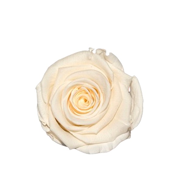 Rose "Extra" stabilisiert H6cmD6,5cm Fancy hellcreme NETTO