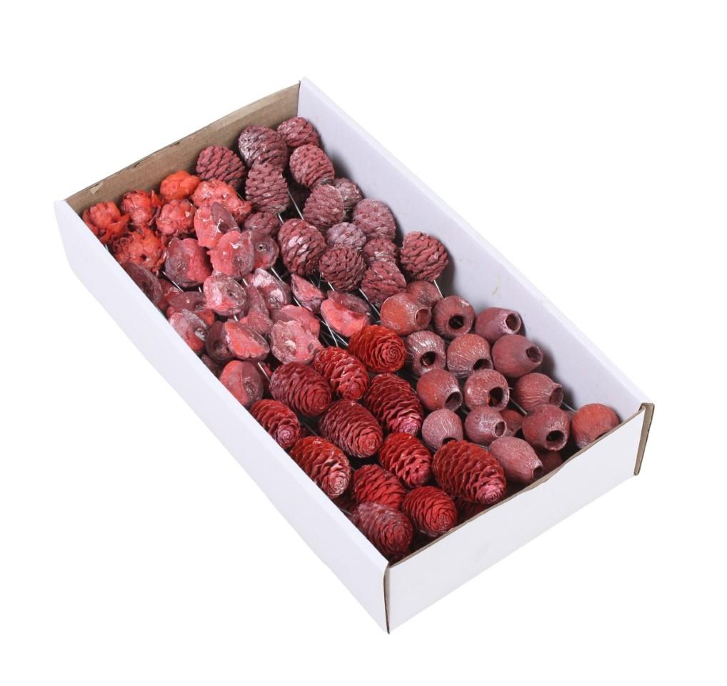 Leucodendron Sortiment am Draht rot frosted